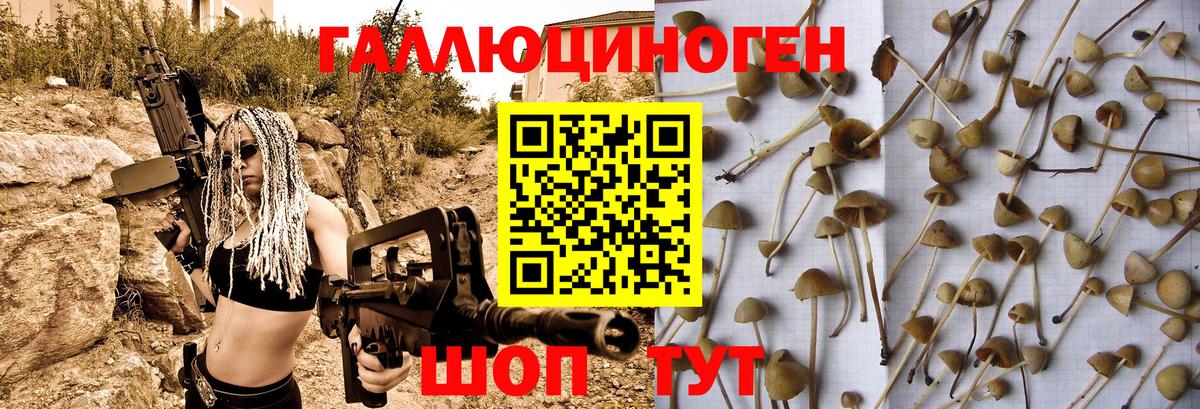 Псилоцибиновые грибы Psilocybine cubensis Кизляр
